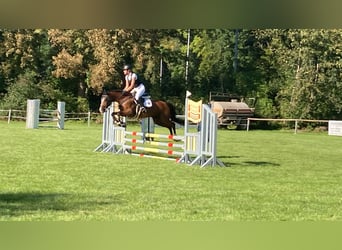 Pony tedesco, Giumenta, 14 Anni, 142 cm, Baio