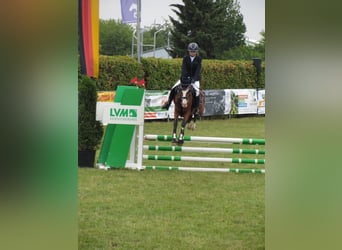 Pony tedesco, Giumenta, 14 Anni, 142 cm, Baio