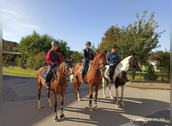 Pony tedesco, Giumenta, 14 Anni, 142 cm, Baio