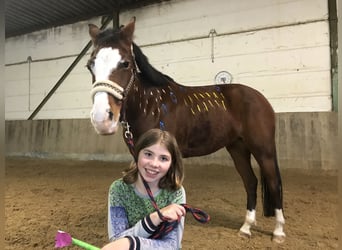 Pony tedesco, Giumenta, 14 Anni, 142 cm, Baio