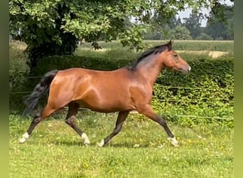 Pony tedesco, Giumenta, 14 Anni, 143 cm, Baio