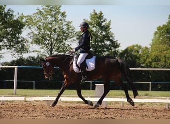 Pony tedesco, Giumenta, 14 Anni, 145 cm, Baio