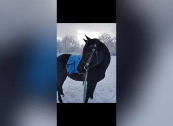 Pony tedesco, Giumenta, 14 Anni, 145 cm, Baio nero