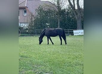 Pony tedesco, Giumenta, 14 Anni, 145 cm, Morello