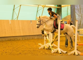 Pony tedesco, Giumenta, 14 Anni, 147 cm, Grigio trotinato