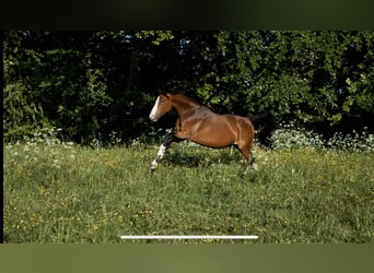 Pony tedesco, Giumenta, 14 Anni, 148 cm, Baio