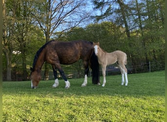 Pony tedesco, Giumenta, 14 Anni, 148 cm, Baio