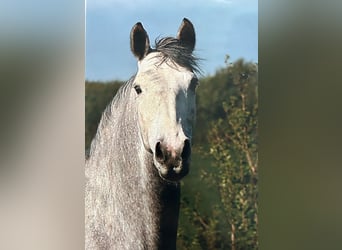Pony tedesco, Giumenta, 14 Anni, 148 cm, Baio