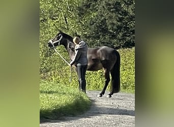 Pony tedesco, Giumenta, 14 Anni, 148 cm, Baio