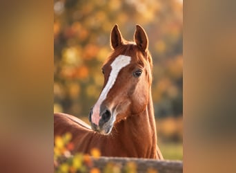 Pony tedesco, Giumenta, 14 Anni, 148 cm, Sauro scuro