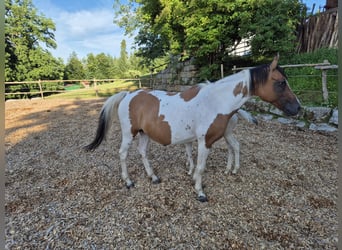 Pony tedesco, Giumenta, 14 Anni, 149 cm, Tovero-tutti i colori