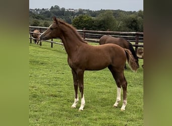 Pony tedesco, Giumenta, 14 Anni, 150 cm, Palomino