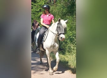 Pony tedesco, Giumenta, 15 Anni, 140 cm, Pezzato