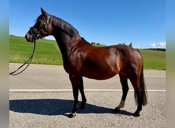 Pony tedesco, Giumenta, 15 Anni, 142 cm, Baio