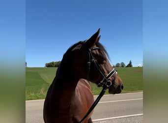 Pony tedesco, Giumenta, 15 Anni, 142 cm, Baio