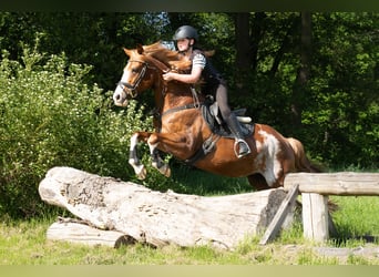 Pony tedesco, Giumenta, 15 Anni, 145 cm, Sauro