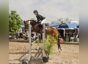 Pony tedesco, Giumenta, 15 Anni, 146 cm, Baio