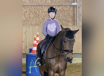 Pony tedesco, Giumenta, 15 Anni, 146 cm, Baio