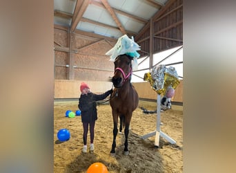 Pony tedesco, Giumenta, 15 Anni, 146 cm, Baio