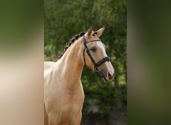 Pony tedesco, Giumenta, 15 Anni, 147 cm, Falbo