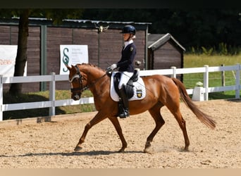 Pony tedesco, Giumenta, 15 Anni, 147 cm, Sauro