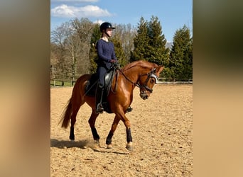 Pony tedesco, Giumenta, 15 Anni, 147 cm, Sauro