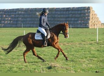 Pony tedesco, Giumenta, 15 Anni, 147 cm, Sauro