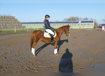 Pony tedesco, Giumenta, 15 Anni, 147 cm, Sauro