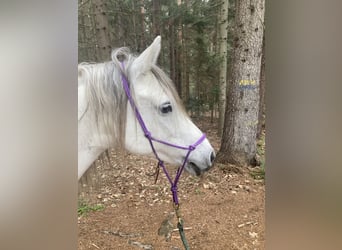Pony tedesco Mix, Giumenta, 16 Anni, 135 cm, Grigio