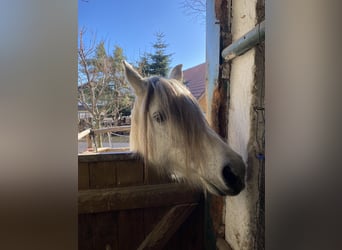 Pony tedesco Mix, Giumenta, 16 Anni, 135 cm, Grigio