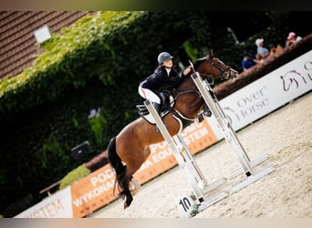 Pony tedesco, Giumenta, 16 Anni, 138 cm, Baio ciliegia