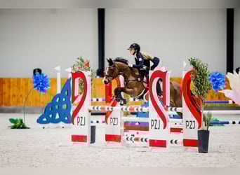Pony tedesco, Giumenta, 16 Anni, 138 cm, Baio ciliegia
