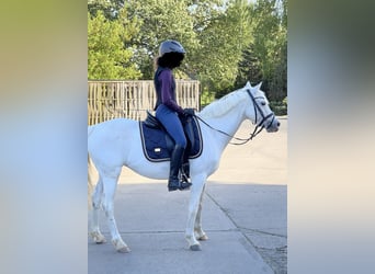 Pony tedesco, Giumenta, 16 Anni, 142 cm, Grigio