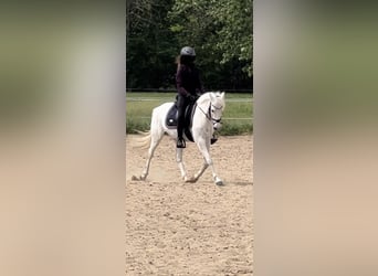 Pony tedesco, Giumenta, 16 Anni, 142 cm, Grigio