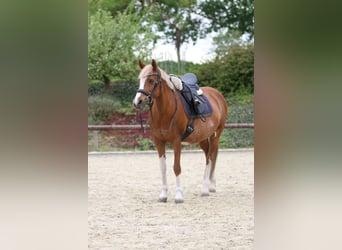 Pony tedesco, Giumenta, 16 Anni, 143 cm, Sauro