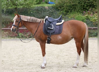 Pony tedesco, Giumenta, 16 Anni, 143 cm, Sauro
