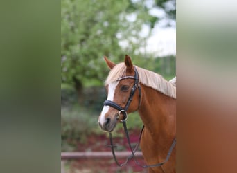 Pony tedesco, Giumenta, 16 Anni, 143 cm, Sauro