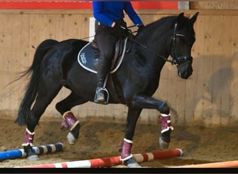 Pony tedesco, Giumenta, 16 Anni, 148 cm, Morello