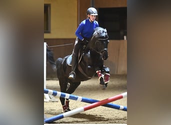 Pony tedesco, Giumenta, 16 Anni, 148 cm, Morello