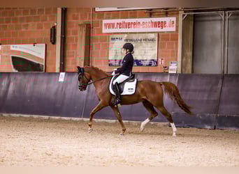 Pony tedesco, Giumenta, 16 Anni, 148 cm, Sauro