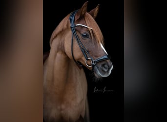 Pony tedesco, Giumenta, 16 Anni, 148 cm, Sauro