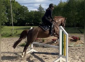 Pony tedesco, Giumenta, 16 Anni, 148 cm, Sauro scuro