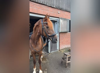 Pony tedesco, Giumenta, 16 Anni, 148 cm, Sauro scuro