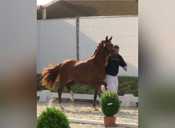 Pony tedesco, Giumenta, 16 Anni