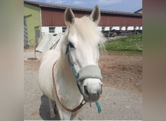 Pony tedesco Mix, Giumenta, 17 Anni, 133 cm, Bianco