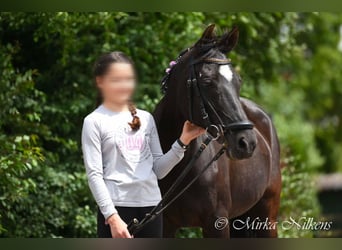 Pony tedesco, Giumenta, 17 Anni, 142 cm, Baio nero