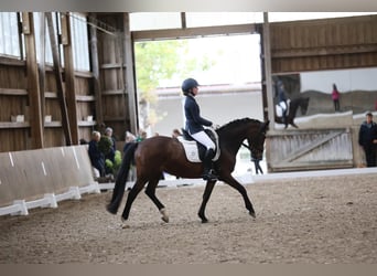 Pony tedesco, Giumenta, 17 Anni, 147 cm, Baio