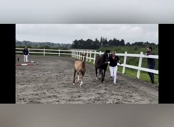 Pony tedesco, Giumenta, 18 Anni, 139 cm, Baio scuro