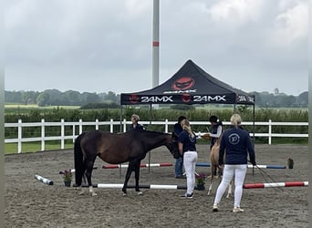 Pony tedesco, Giumenta, 18 Anni, 139 cm, Baio scuro