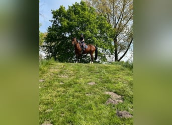 Pony tedesco, Giumenta, 18 Anni, 142 cm, Baio